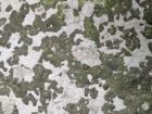 Mossy Concrete