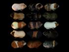 Guinea Pig Textures - Set 1