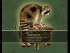 RACOON