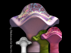 Large Mushroom Prop for Daz 4.6 With Morphs