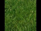 Grass Texture