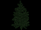 Spruce branch