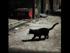 Alley Cat