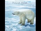 Polar Bear Prop for Poser and DAZ Studio