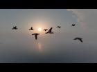 bird flying in formation