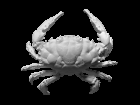 3D scan of a Dark Finger Reef crab