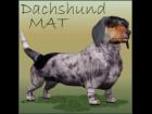 Dachshund MAT