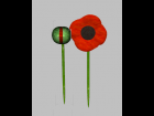 Flanders Poppy