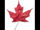 Red Maple Leaf on Alpha