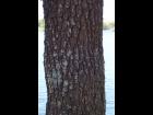 Tree Bark