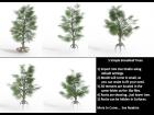 5 Simple Broadleaf Trees