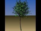 Tree 15 ft tall Carrara fomat unrealistic