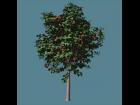 Plant 08 fruit tree Carrara procedural