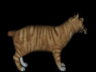 MilCat Manx Short tail Shape/Morph