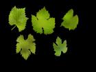 grape leaves 2d objects