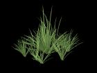 Grass Prop 02 for Daz Studio UltraScatter - low po