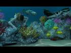 Coral Reef - Great Barrier Reef