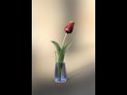 Tulip in vase