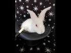 Lapin de magicien