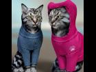 dForce Casual Hoodie for Cat Mars