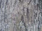 Tree bark