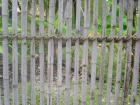 Bamboo Fence