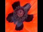 Poppy Texture