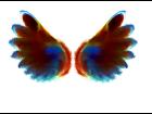 Wings-Fractal 17-RMA-2007