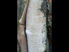 Birch Bark