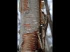 Birch Bark 5