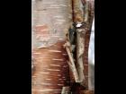 Birch Bark 7