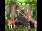 Wild Animals