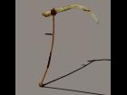 BoneBladed Scythe