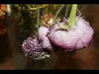 Dying Flower 2