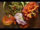 Dying Flower 4