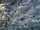 Grasses - English