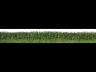 Cornfield Panorama