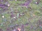 Mossy Ground 3