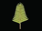 Simple Tree Fern Frond