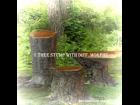 1 Treestump with morphs