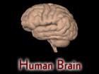 Human Brain