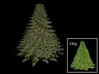 Christmas/Fir Tree