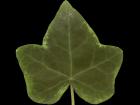 Leaf with opacity bump