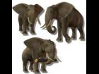 Elephants..