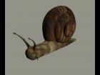 Snail