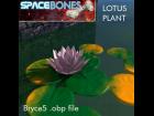 Lotus Plant