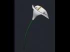 Calla Lily