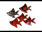 MATs for Bugeyed Goldfish16-30