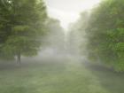 Misty Forest