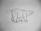 Animal Walk - Polar Bear